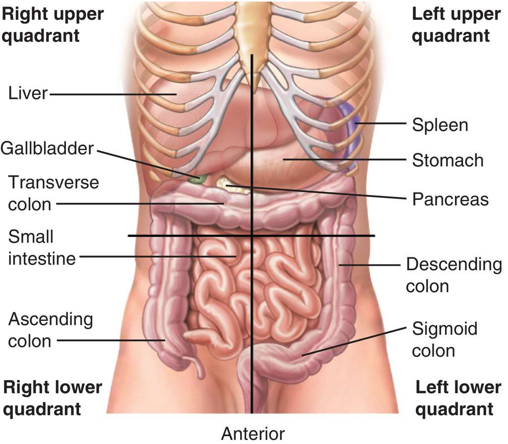 It is sometimes also called left iliac fossa (lif) pain, although this really means pain in a smaller area in the lower left corner of your tummy (abdomen). Anatomy Quadrants Anatomy Drawing Diagram