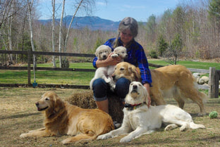 English golden retriever puppies nh. Salty Dogs Golden Retriever Puppies Home