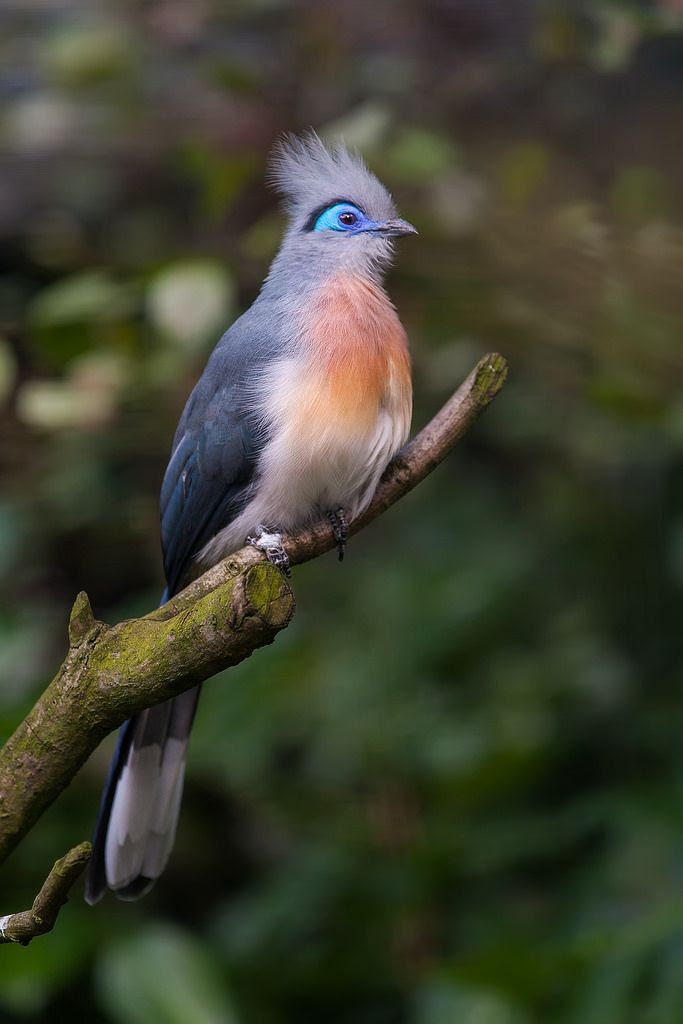 Coua cristata by Nicole M.T #Birds #Cuckoo #Coua: Coua cristata by Nicole M.T #Birds #Cuckoo #Coua