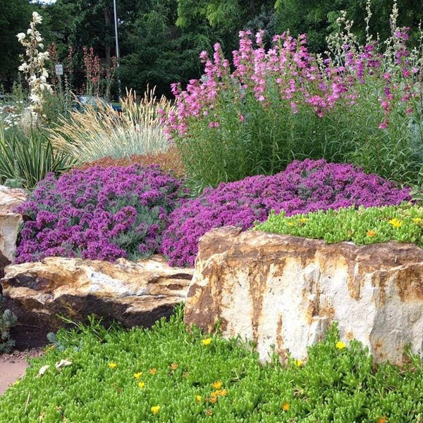 Maybe you would like to learn more about one of these? Germander Lowly But Lovely The Backyard Gardener Anr Blogs