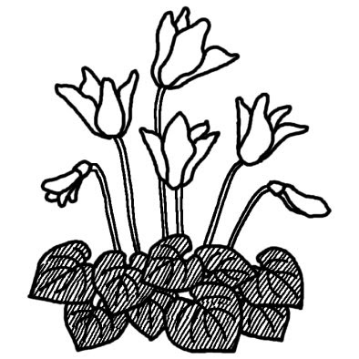 すべての美しい花の画像 驚くばかり1月 花 イラスト 白黒