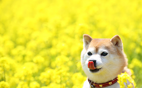 すべての美しい花の画像 トップ100 Pc 壁紙 19x1080 柴犬