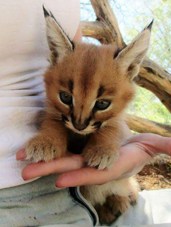 44 Top Photos Caracal Cat Price Canada - Caracal Lynx Smithsonian S National Zoo