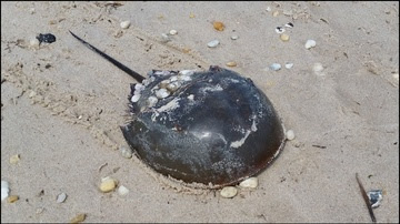 Horseshoe Crab