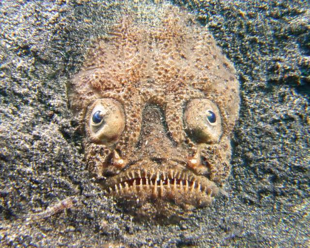 すべての美しい花の画像 綺麗なかっこいい 魚の 名前