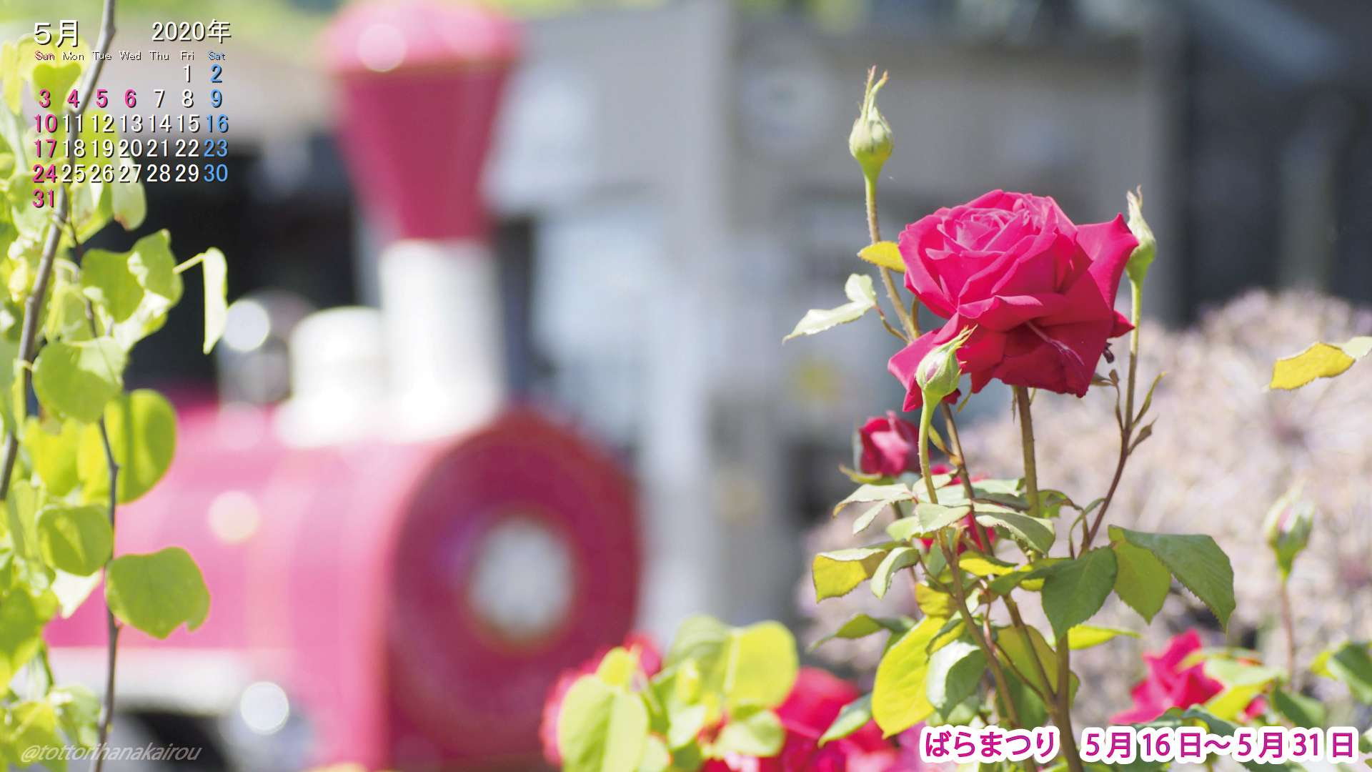 人気のダウンロード 花 時間 壁紙 無料の新鮮なhdの壁紙