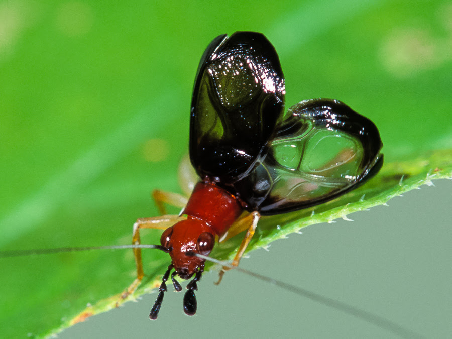 Handsome Trig Songs Of Insects