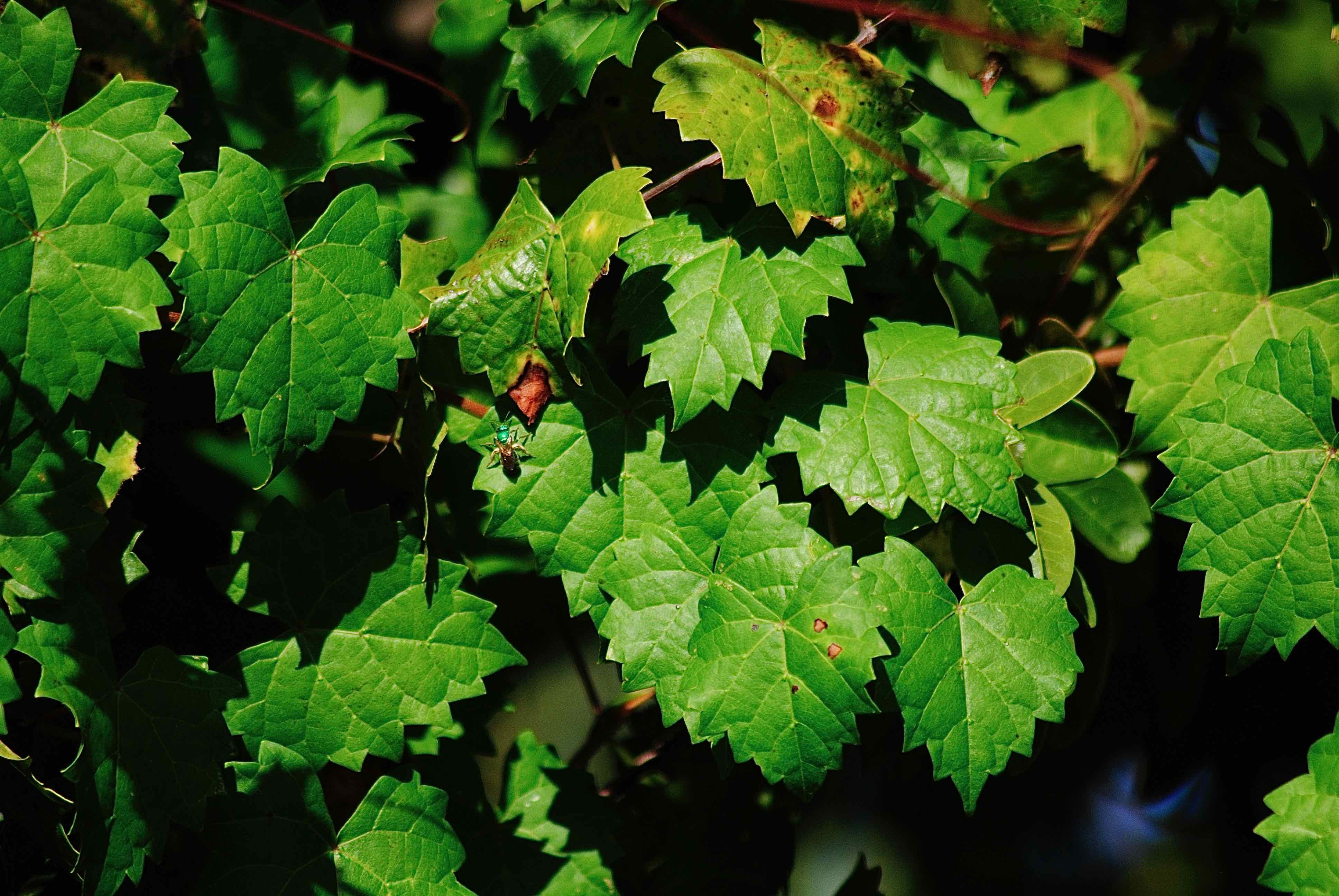 We have assembled a wide variety of muscadine scuppernog (muscadinia vitus rotundifolia) grape vine plants for you to choose from. Muscadine