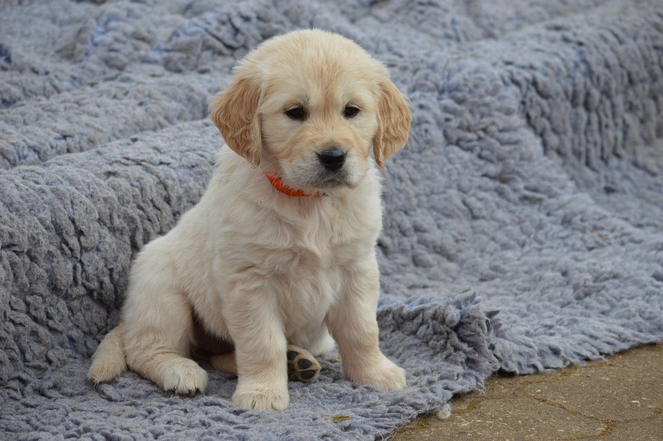 They are easily trained, and always patient and gentle with children. Golden Retriever Puppies For Sale Near Me Cheap Online