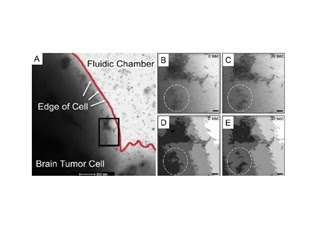 Using Nanoparticle Movement for Real-Time Imaging of Glioblastoma Cells