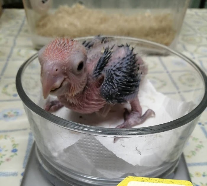 最新 アキクサインコ ブリーダー アキクサインコ ブリーダー Mbaheblogjp7kzy