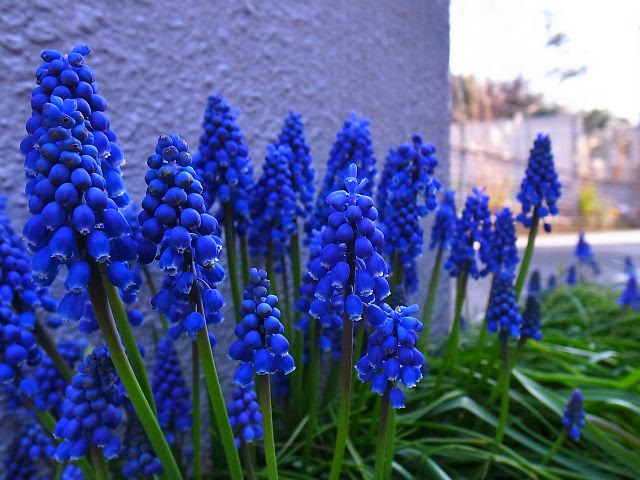 ベスト50 紫 春の 花 最高の花の画像