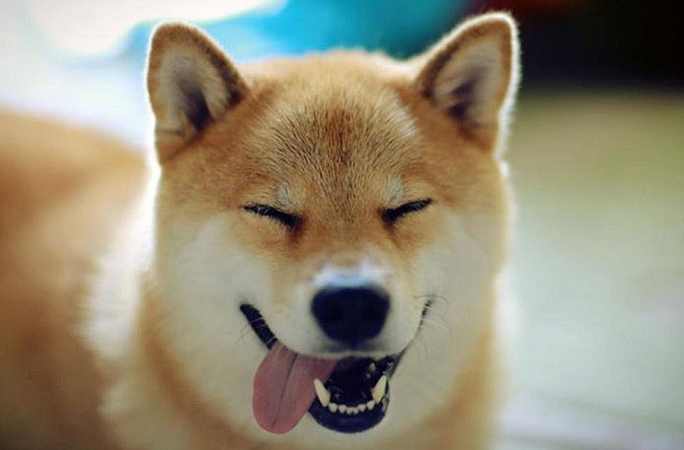 21年の最高 柴犬 壁紙 無料 Hdの壁紙 無料 Itukabegami