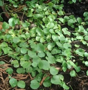 Khasiat Daun Pegaga: Ubat Kencing Manis - Petua Sejagat