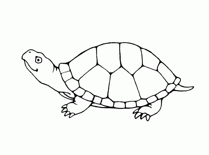 Coloring pages sea turtle coloring 360coloringpages turtles. Free Sea Turtle Coloring Pages Printable Download Free Sea Turtle Coloring Pages Printable Png Images Free Cliparts On Clipart Library