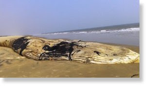 whale_kendrapara759.jpg