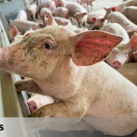 Las macrogranjas de cerdos siguen extendiéndose por España: aumentan un 6% en un año