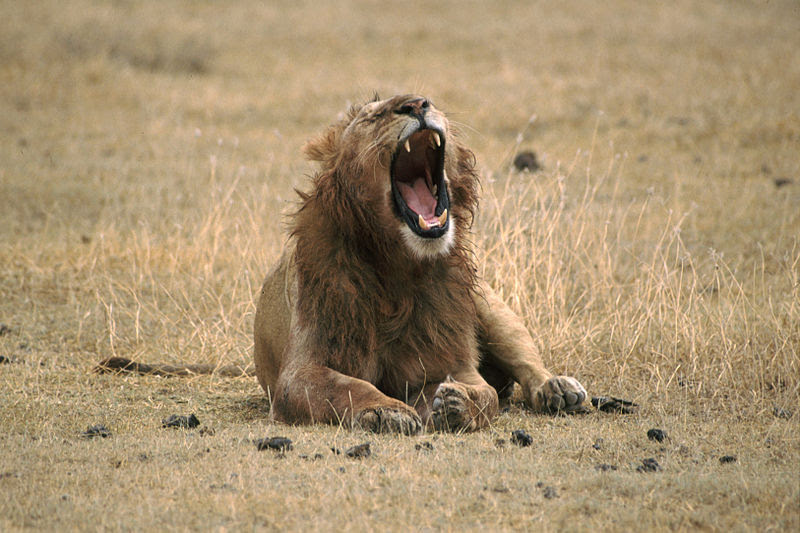File:Lion Yawning.jpg