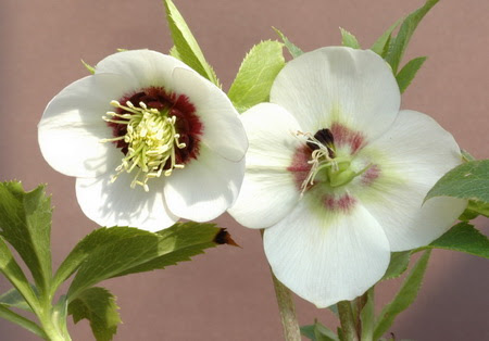 美しい花の画像 新着花 花弁