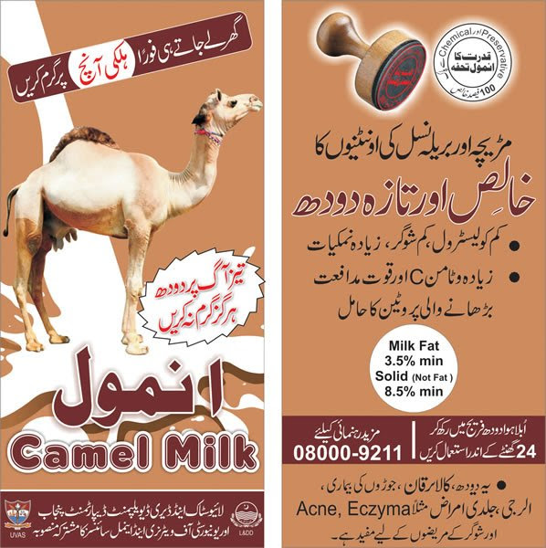 What does camel milk taste like, and what are the benefits? University Of Veterinary Animal Sciences