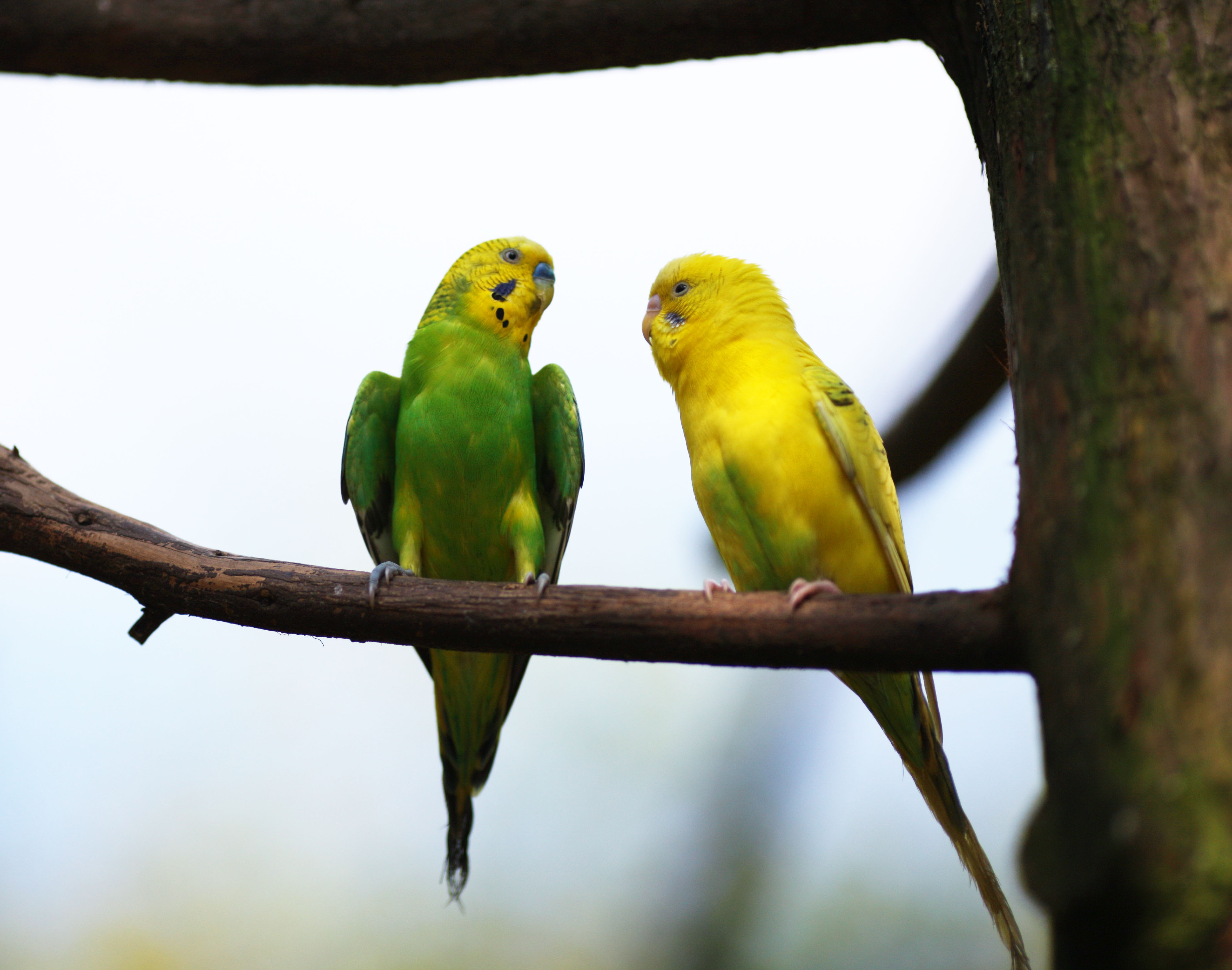 無料ダウンロード インコ 壁紙 2547 インコ 壁紙 かじる