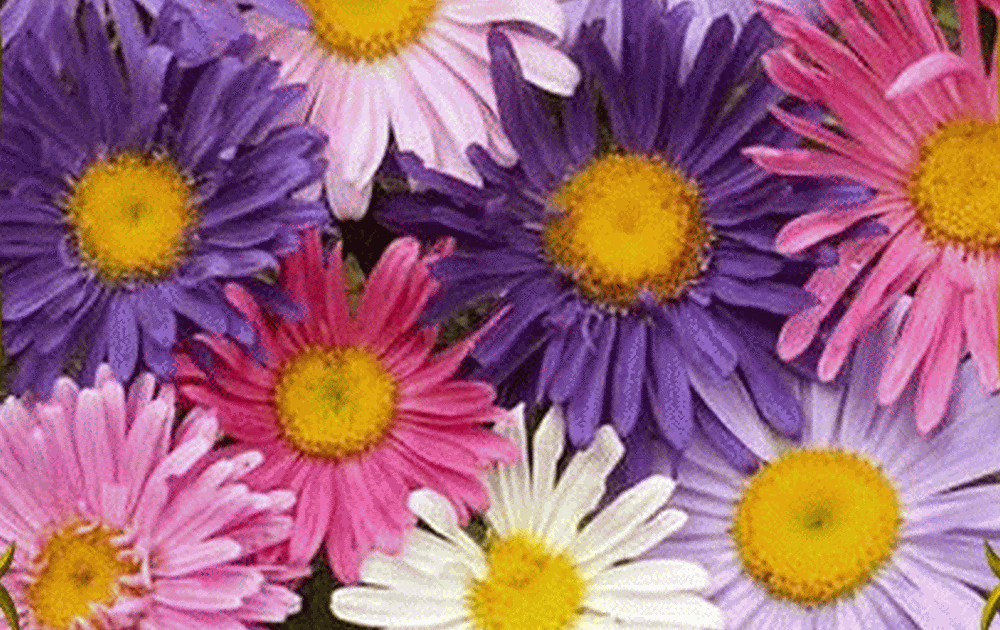 Gambar Bunga Mawar Hijau - Gambar CDE
