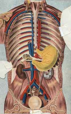 Stomach Ribs Lungs Picture - Dr Ian Ellis-Jones ... Living ...