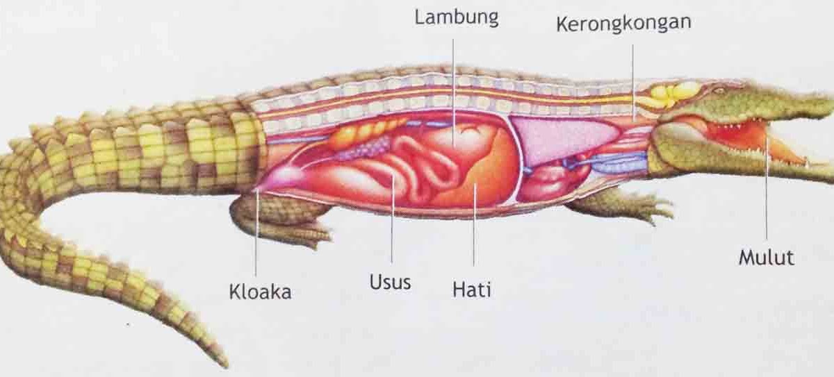  Organ  dan Sistem Organ  Hewan  Hey It s Me Sofia 