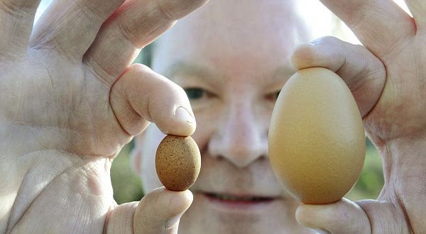 Wow Inilah Telur Ayam Paling  Kecil  di  Dunia  majalah baru