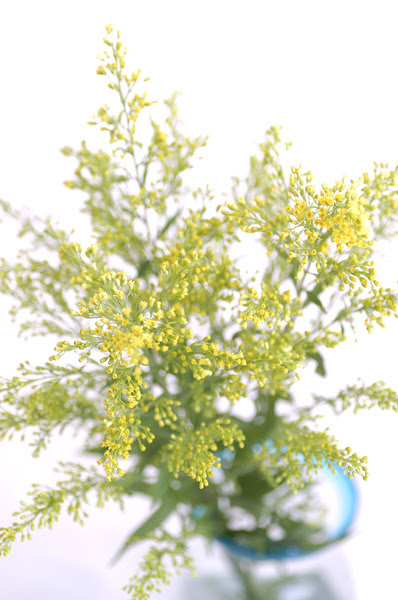 驚くばかりソリダコ 花 言葉 美しい花の画像