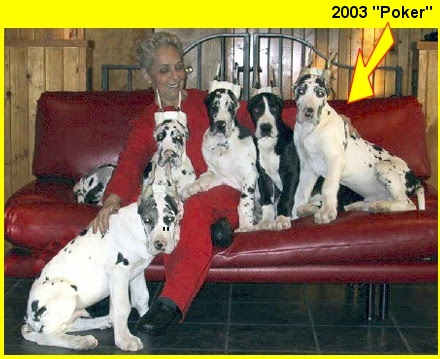 Hours may change under current circumstances Gmj Harlequins Quality Breeders Of Harlequin Great Danes