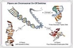 Genome rewiring could help explain evolution of multi-cellular organisms