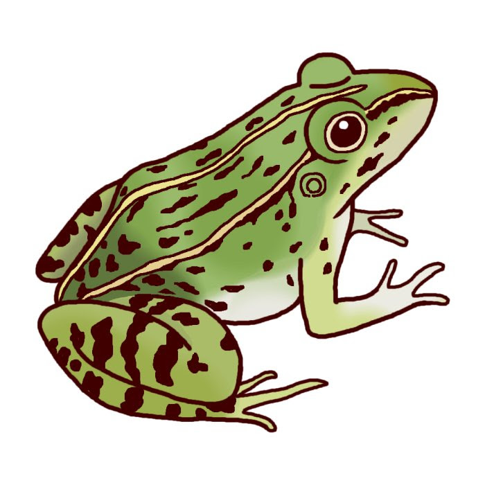Hd限定リアル フリー カエル イラスト ディズニー画像のすべて