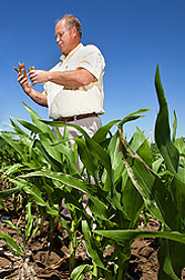Científico del suelo Gary Varvel examina los residuos de maíz en un campo. Enlace a la información en inglés sobre la foto
