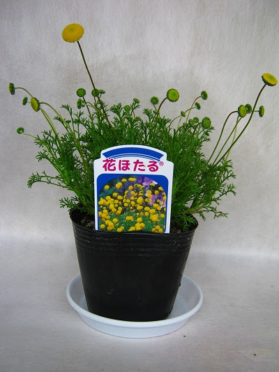 上花 ほたる 育て 方 最高の花の画像