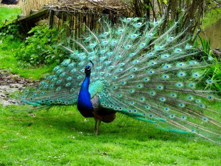  Burung  Merak  Gambar Kolase  Burung  Dari Biji Bijian 