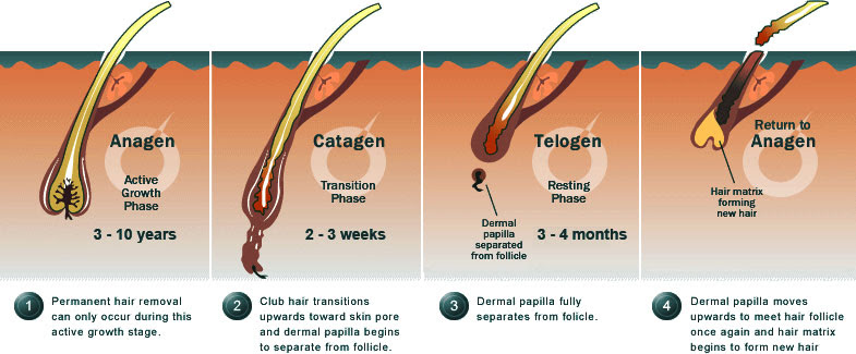 The hair growth cycle is made up of three phases: Celevenus Hair Loss Hair Growth Cycle