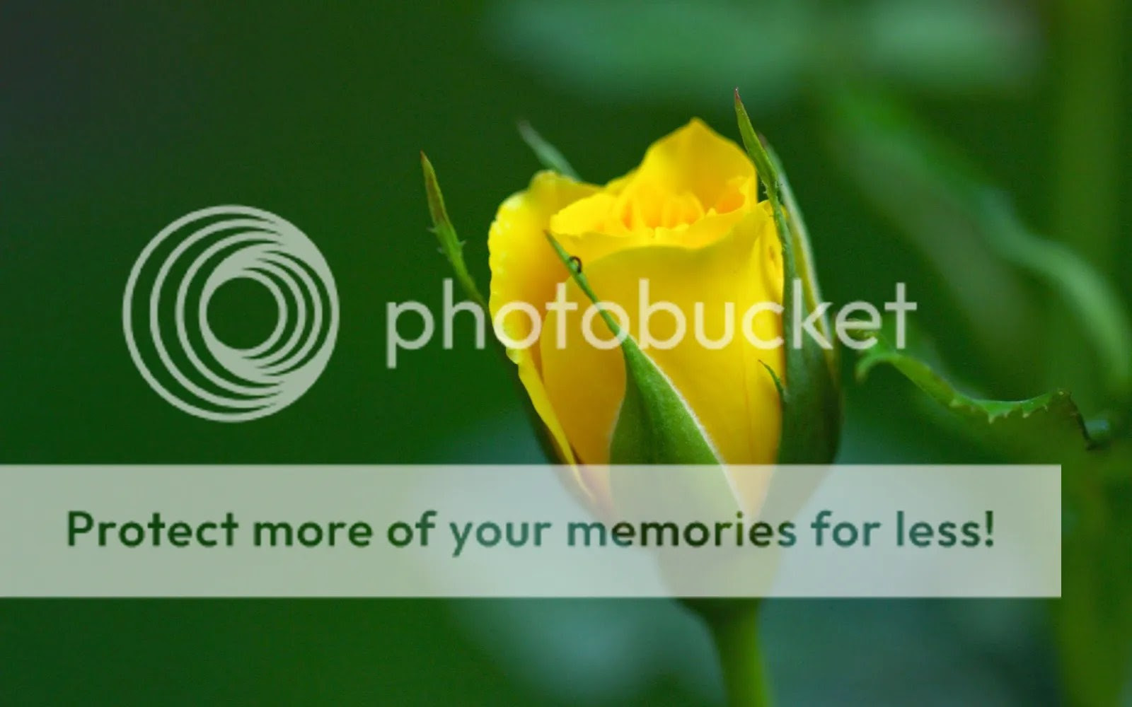  photo Yellow rose_zpsecahvtfn.jpg