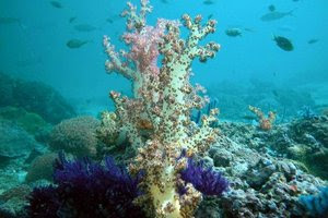 TH02_CORAL_SS_646863f.jpg