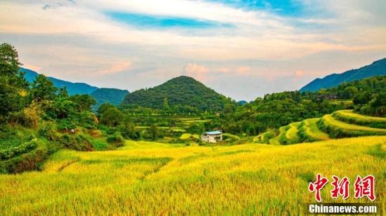 Paling Keren 11 Lukisan Pemandangan Sawah Padi Di Kampung 