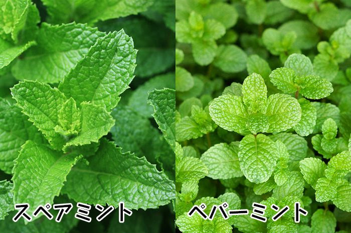 50 ペパーミント 料理 最高の花の画像