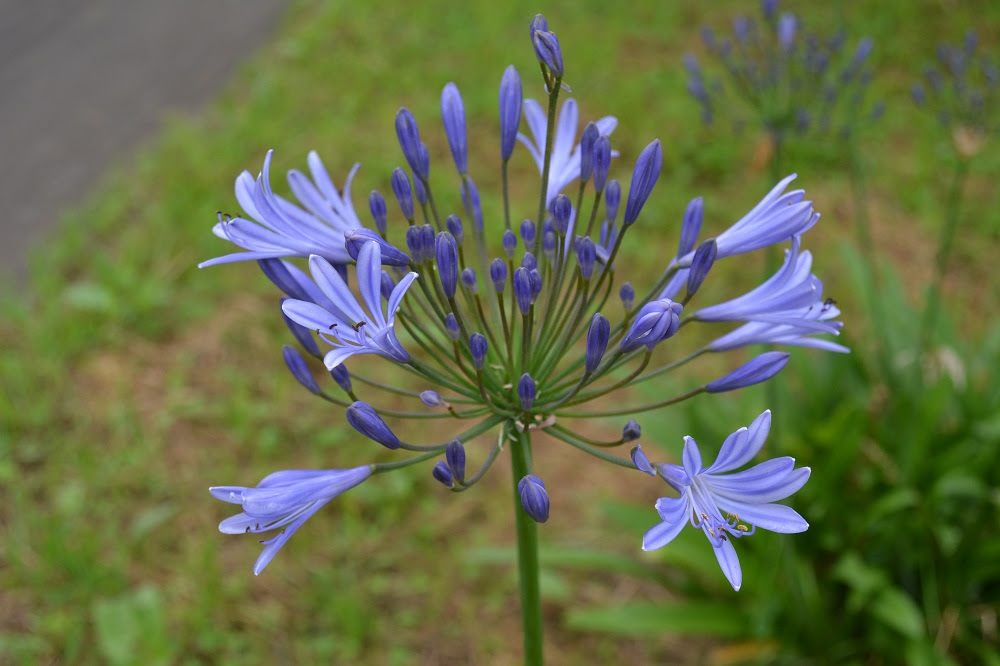 秋の花 紫色 1543 秋の花 紫色