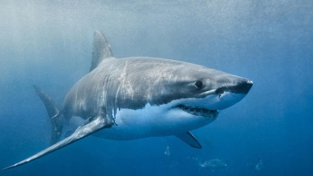 Hiu itu ternyata sangat baik, loh! Hewan Laut OceanCreaturepedia