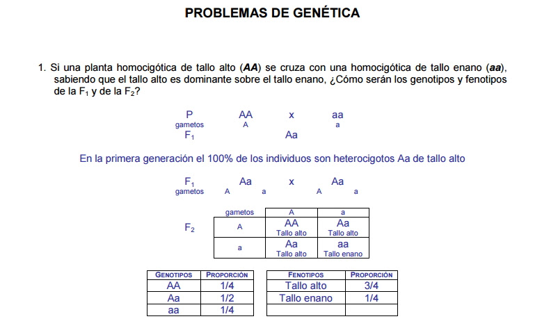 Problemas De La Primera Ley De Mendel Ley Compartir