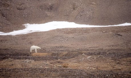 A thin female Polar Bear wearing a radio collar for tracking on Spitsbergen, Svalbard, Norway