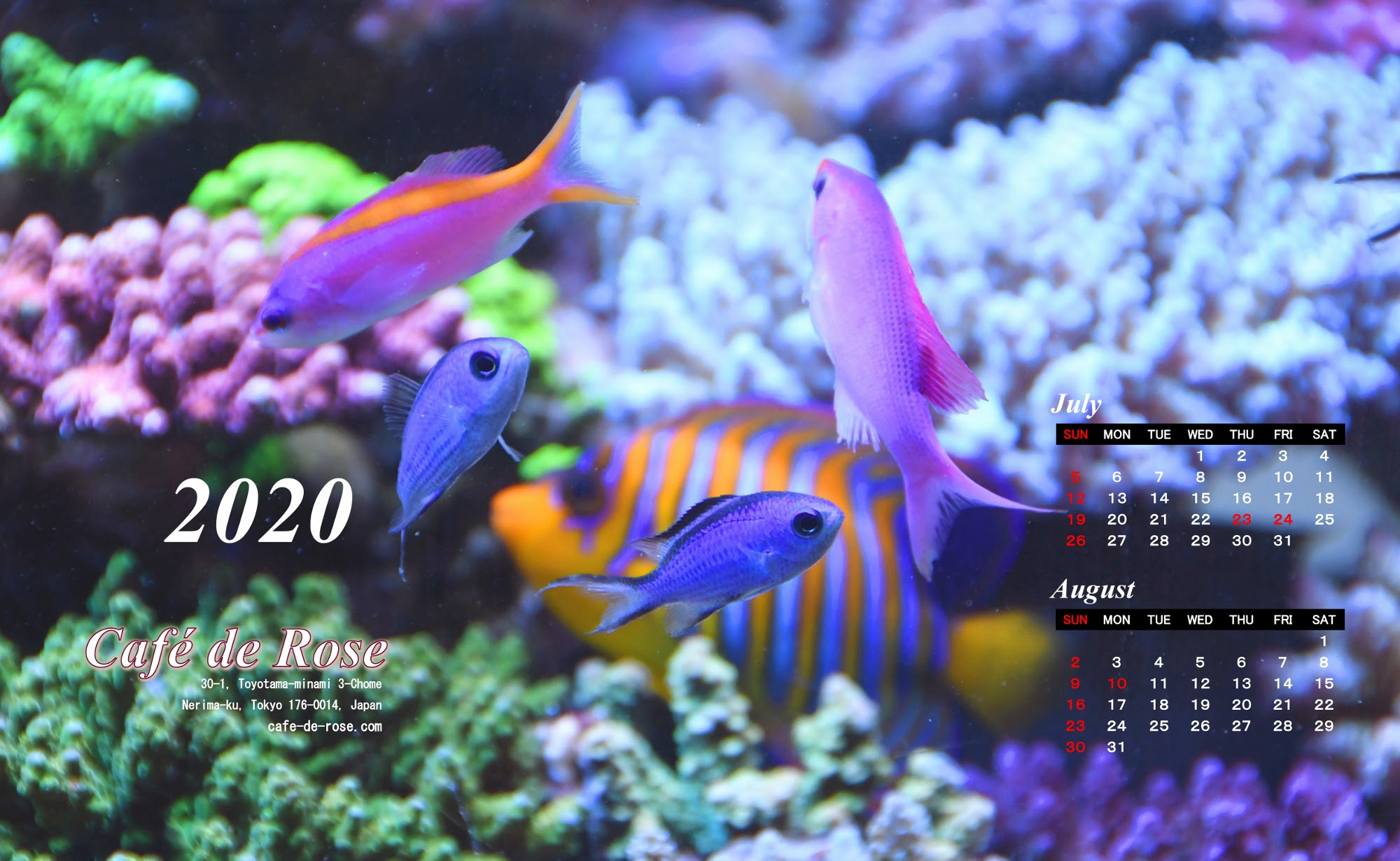 すべての花の画像 無料ダウンロードpc 壁紙 アクアリウム