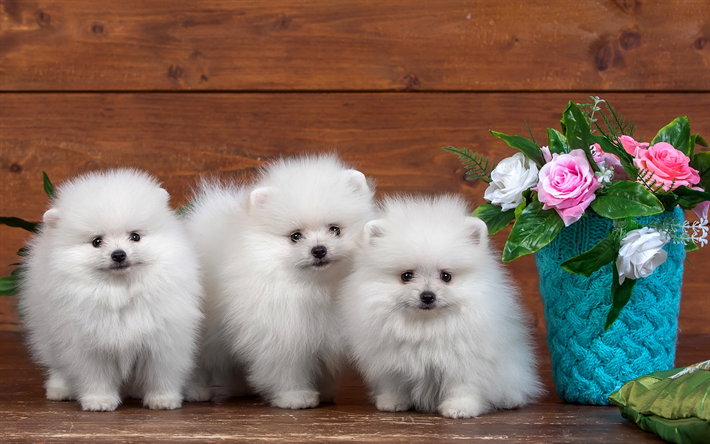 Pomeranian Dog Price In India White Colour Pets Lovers