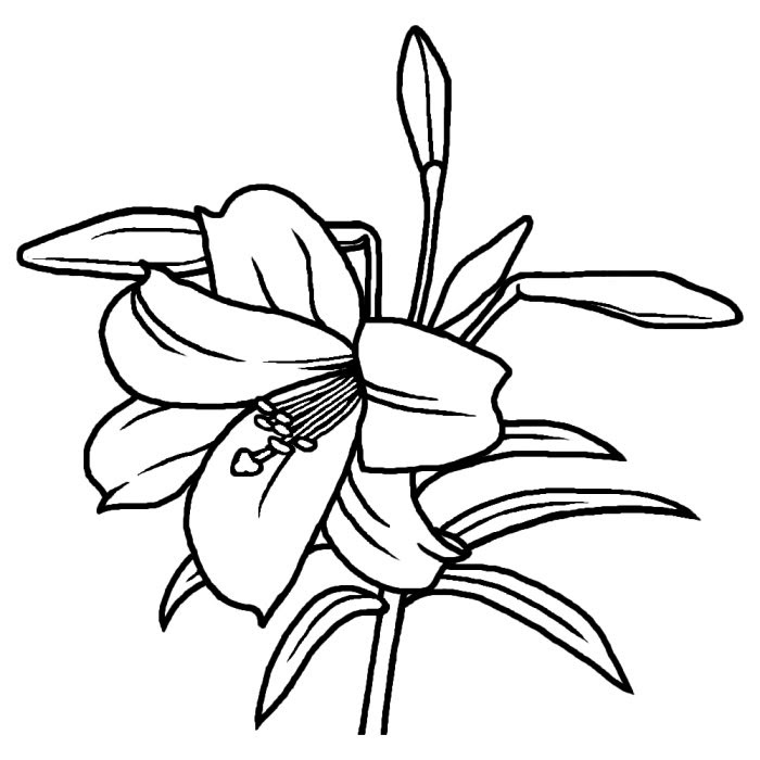 ぜいたく百合 イラスト 花 白黒 ただのディズニー画像