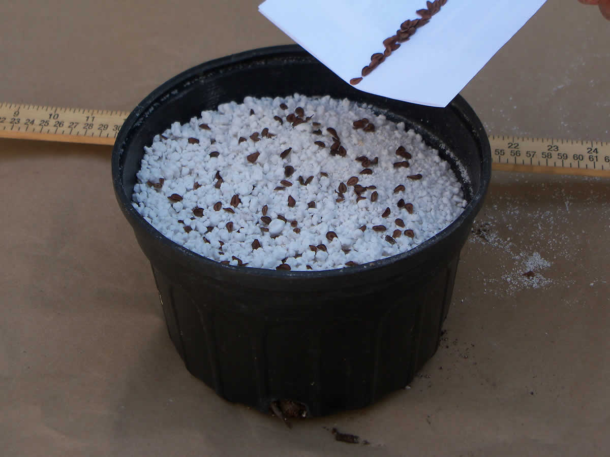 Common milkweed is a member of the asclepiadaceae (milkweed) family. How To Sow And Transplant Milkweed Growing Wild Nursery