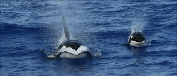 HICEAS Killer Whales